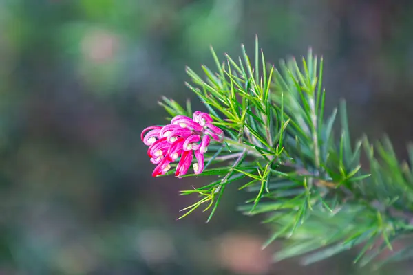 Eine Nahaufnahme Einer Blühenden Wacholderblattspflanze — Stockfoto