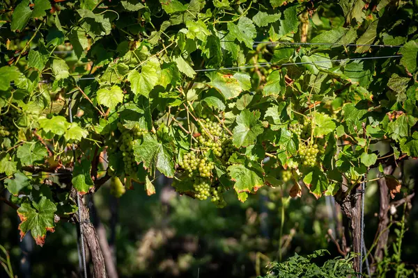 Grapes Vines September Shallow Depth Field — Stock Photo, Image