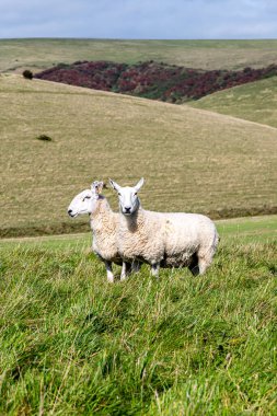 Sussex kırsalında iki koyun, güneşli bir Eylül gününde