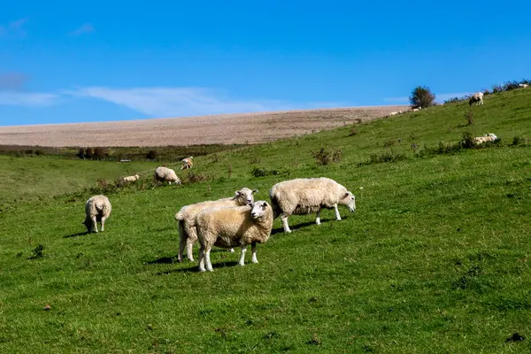 Grazing Sheep South Downs Blue Sky Overhead — Stock Photo, Image