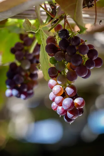 Grapes Vine September Sunshine — Stock Photo, Image