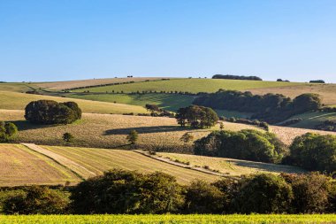 Güneşli bir eylül sabahı Sussex kırsalına bakıyorum.