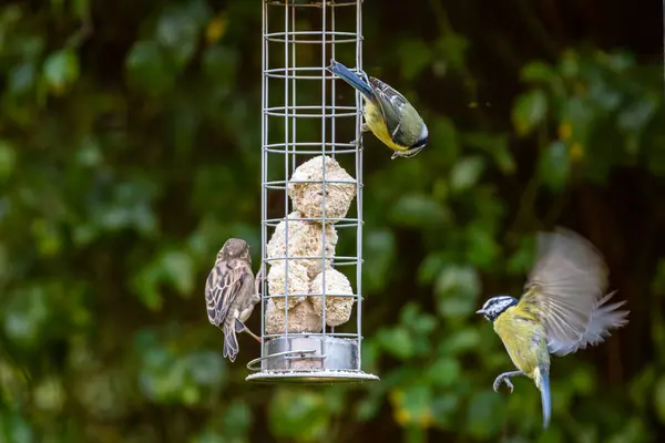 Birds Feeder Sussex Garden Blue Tit Spread Wings Nearby —  Fotos de Stock