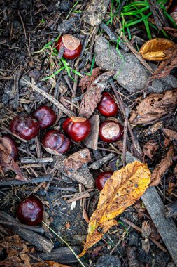 Sonbaharda ormanlık bir zeminde Conkers 'a bakıyorum.