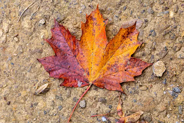 A colourful sycamore leaf on the ground, on an autumn day