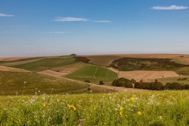 Güneşli bir eylül gününde, Güney Downs 'taki kır çiçeklerinin olduğu bir çayıra bakıyorum.