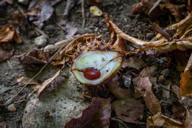 Seçici bir odak ile, açık bir durumda ağaçtan parlak bir conker düştü