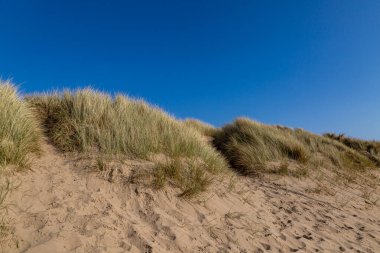 Merseyside 'daki Formby' de kum tepelerini kaplayan Marram otları, tepede mavi bir gökyüzü vardı.