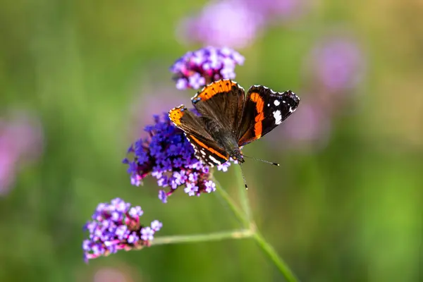 A close up of a red admiral butterfly perched on a flower in the October sunshine