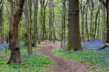 Sussex 'te bir Nisan gününde BlueBell Ormanı' nın içinden bir patikaya bakıyorum.