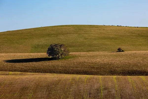 Stock image Looking out over fields in rural Sussex, with morning light