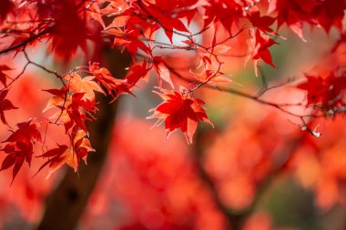 Bir Japon Akçaağaç Kasım güneşinde