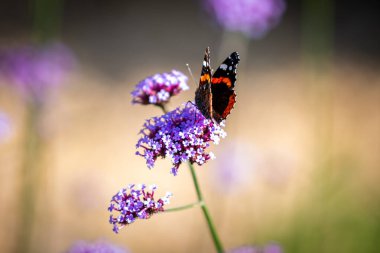 Vanessa Atalanta, yaygın olarak Kızıl Amiral olarak bilinir, gün ışığında bir verbena çiçeğinin üzerine tünemiştir.