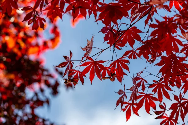 A Japanese Maple tree in the November sunshine, with a blue sky behind