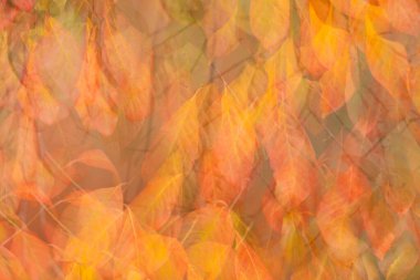 Sonbahar yapraklarının çoklu pozlama fotoğrafı.