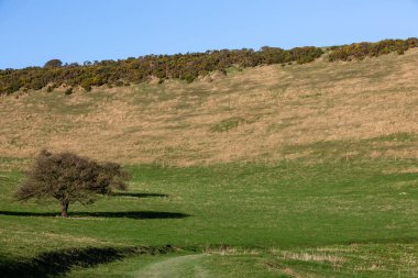 Sussex kırsalında güneşli bir kış günü