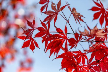 Güneşli bir sonbahar gününde Japon akçaağacının canlı yaprakları.