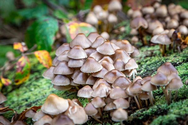 A close up of an abundance of fungi in woodland, with a shallow depth of field