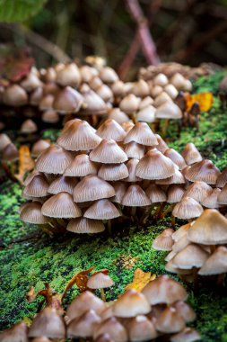 Bir sonbahar günü Sussex 'te bir ağaç kütüğünde yetişen mantar bolluğu.