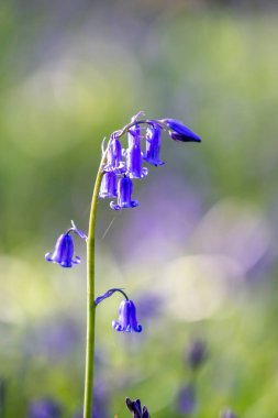 Güneşli bir nisan gününde Sussex Ormanı 'nda güzel bir BlueBell çiçeği