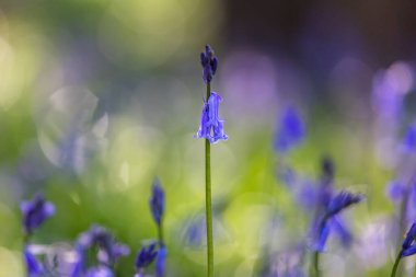Bahar güneşinde, sığ bir tarla derinliği olan bir çan çiçeğinin yakın çekimi.