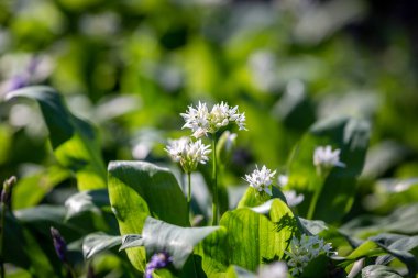 Güneşli bir bahar gününde, sığ bir tarla derinliğinde beyaz sarımsak çiçek açıyor.