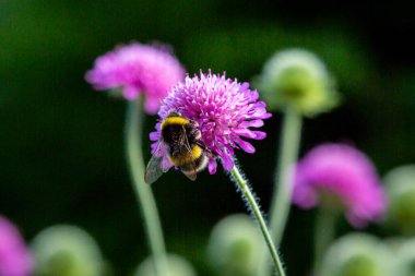 Knautia çiçeğinden polen toplayan bir arıya yakın plan, sığ bir tarla derinliği olan