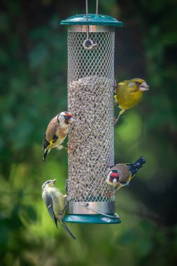 Bahçe kuşları yaz güneşinde Sussex bahçesindeki bir besleyiciye tünediler.