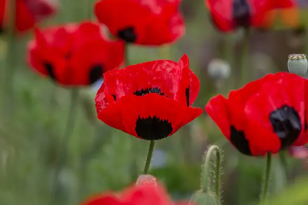 A close up of vivid black and red ladybird poppies, with selective focus