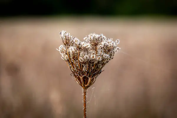 A close up of a dried wild carrot flower at the end of September, with a shallow depth of field