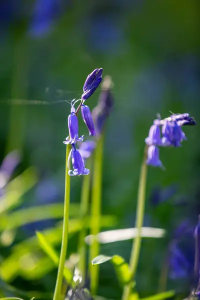 A close up of bluebells growing in Sussex woodland, with selective focus