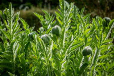 Baharda Sussex bahçesinde büyüyen dev haşhaş tomurcuklarının yakın çekimi