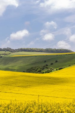 Güneşli bir mayıs gününde Sussex kırsalında büyüyen yağ çekirdeği tecavüzü tarlalarının manzarası