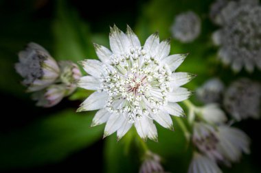 A close up of an overhead view of an astrantia flower head