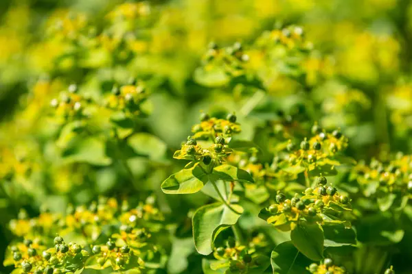 A close up of a euphorbia in the summer sunshine