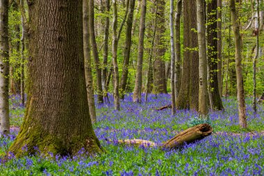 An abundance of bluebells in Sussex woodland