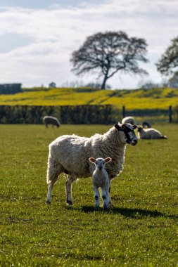 A rural Sussex spring landscape with a lamb standing in front of its mother, looking at the camera