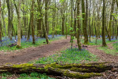 A view along a path through a bluebell wood