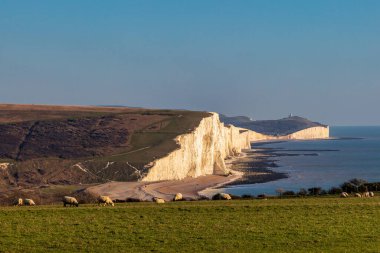 A view of the Seven Sisters cliffs on the Sussex coast, with sheep grazing in the foreground