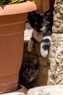 Two stray kittens hiding by a plant pot, on the Island of Cyprus