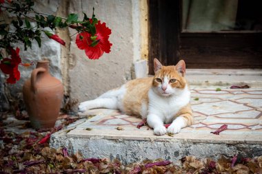 A ginger and white cat laying on a door step in the sunshine