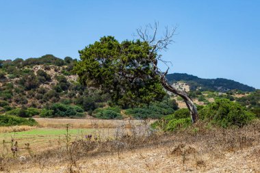A tree with a bent tree trunk along the Karpass Peninsula in Northern Cyprus