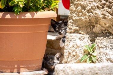 Cute stray kittens looking at the camera