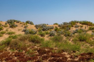 Coastal plants growing on sand dunes, near Golden Beach on the Karpass Peninsula