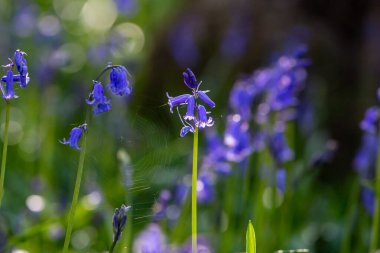 Pretty bluebell flowers in springtime with a cobweb spun between