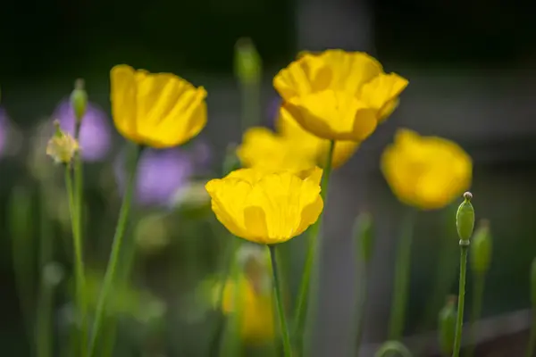 A close up of pretty yellow poppies, with a shallow depth of field