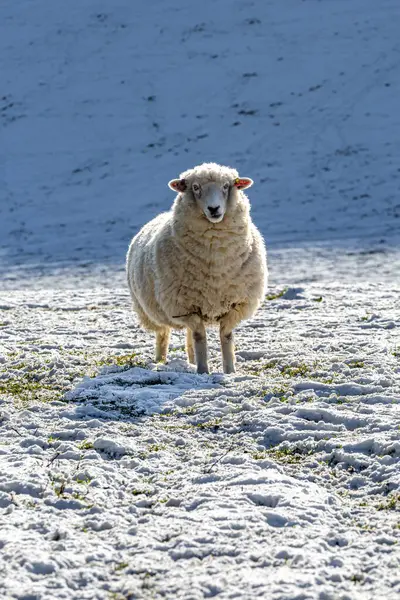 A sheep on Ditchling Beacon in the South Downs on a sunny winter\'s day with snow on the ground
