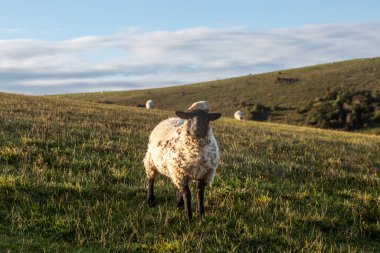 Bir koyun Sussex kırsalında kameraya bakıyor.