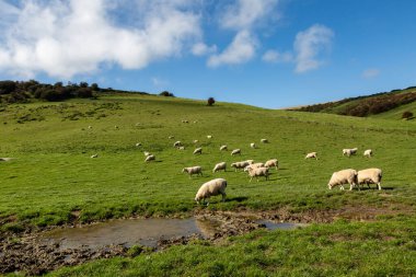 Tepenin yamacında otlayan koyunlarla ve tepede mavi gökyüzüyle Sussex kırsalında bir arazi.