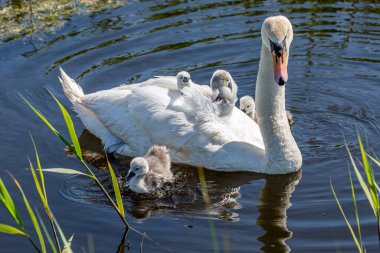 Bahar güneşinde dilsiz bir kuğu ve cygnets, Sırtında cygnets ile bir derede